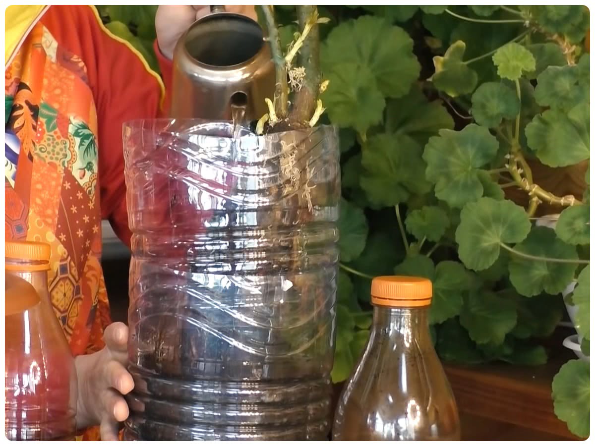 Посадка розы из коробки