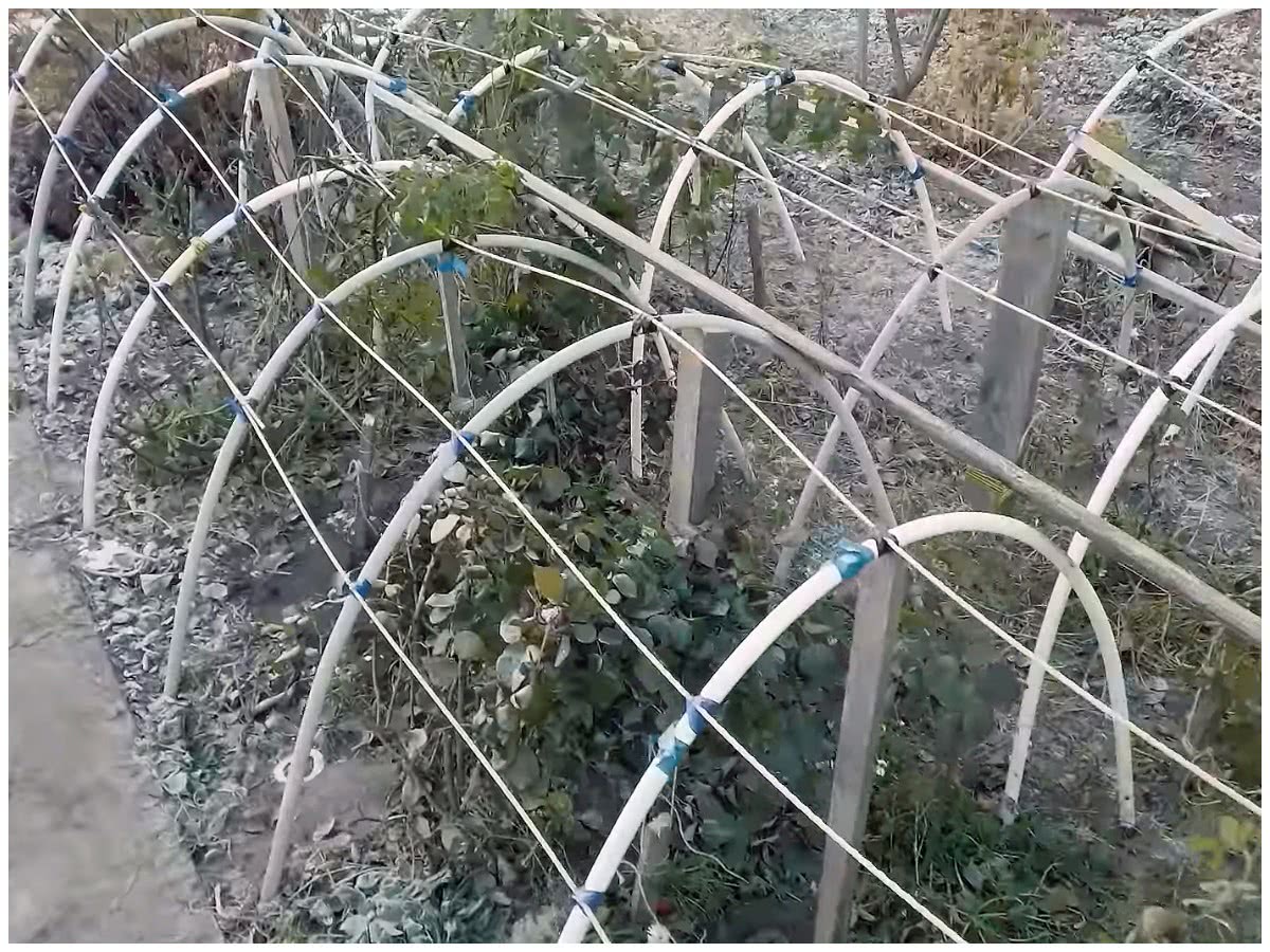 Готовим розы к зимовке
