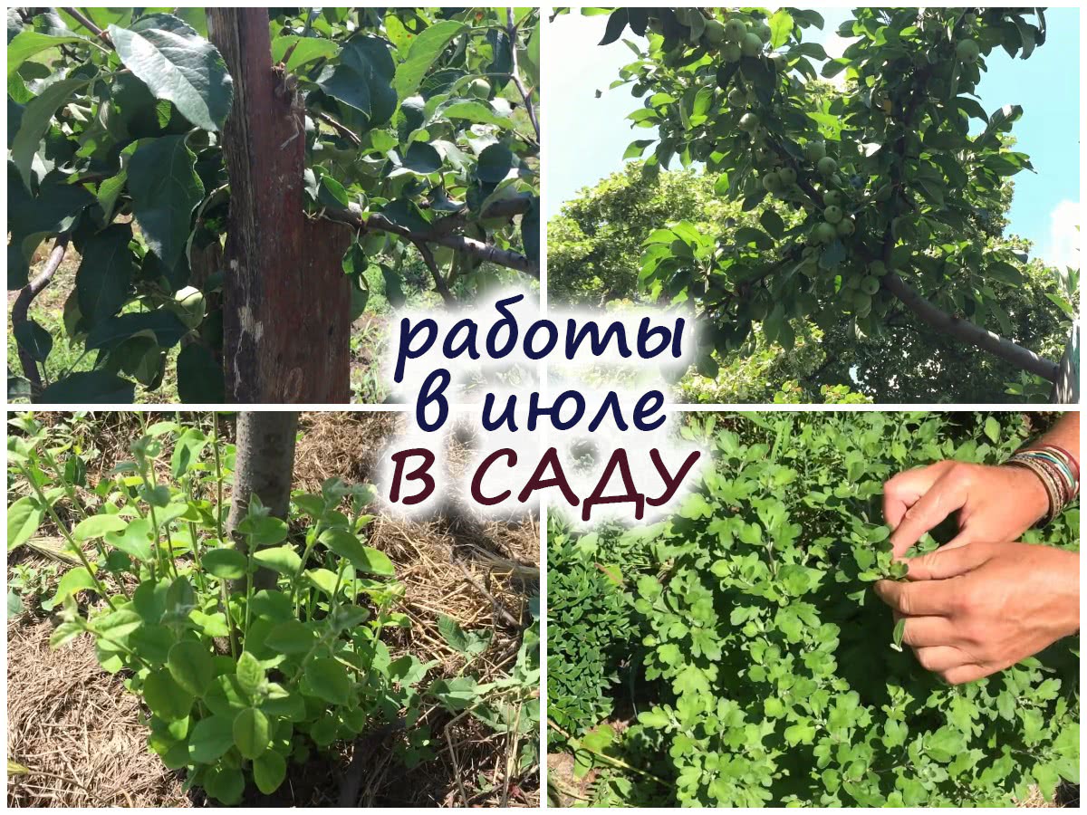 Работы в саду в июле