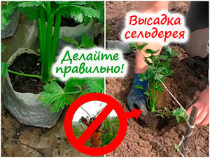 Посадка сельдерея в грунт