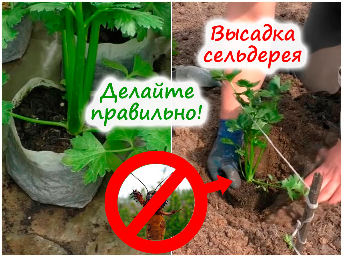 Посадка сельдерея в грунт