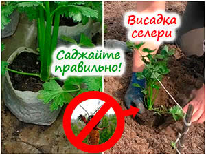 Посадка селери в ґрунт