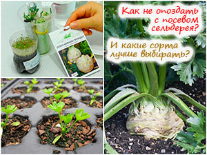 Выращивание корневого сельдерея
