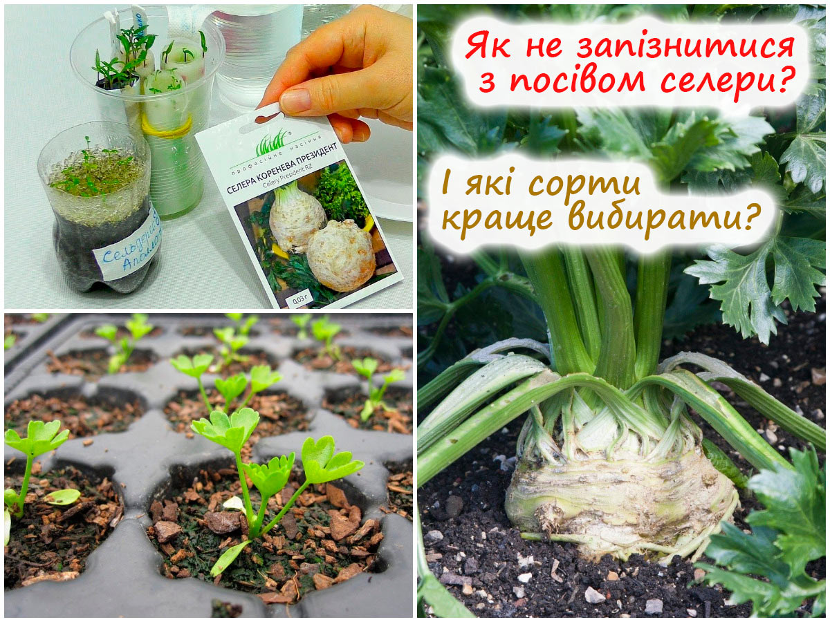 Вирощування кореневого селери