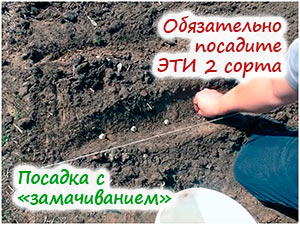 Посадка лука-севка