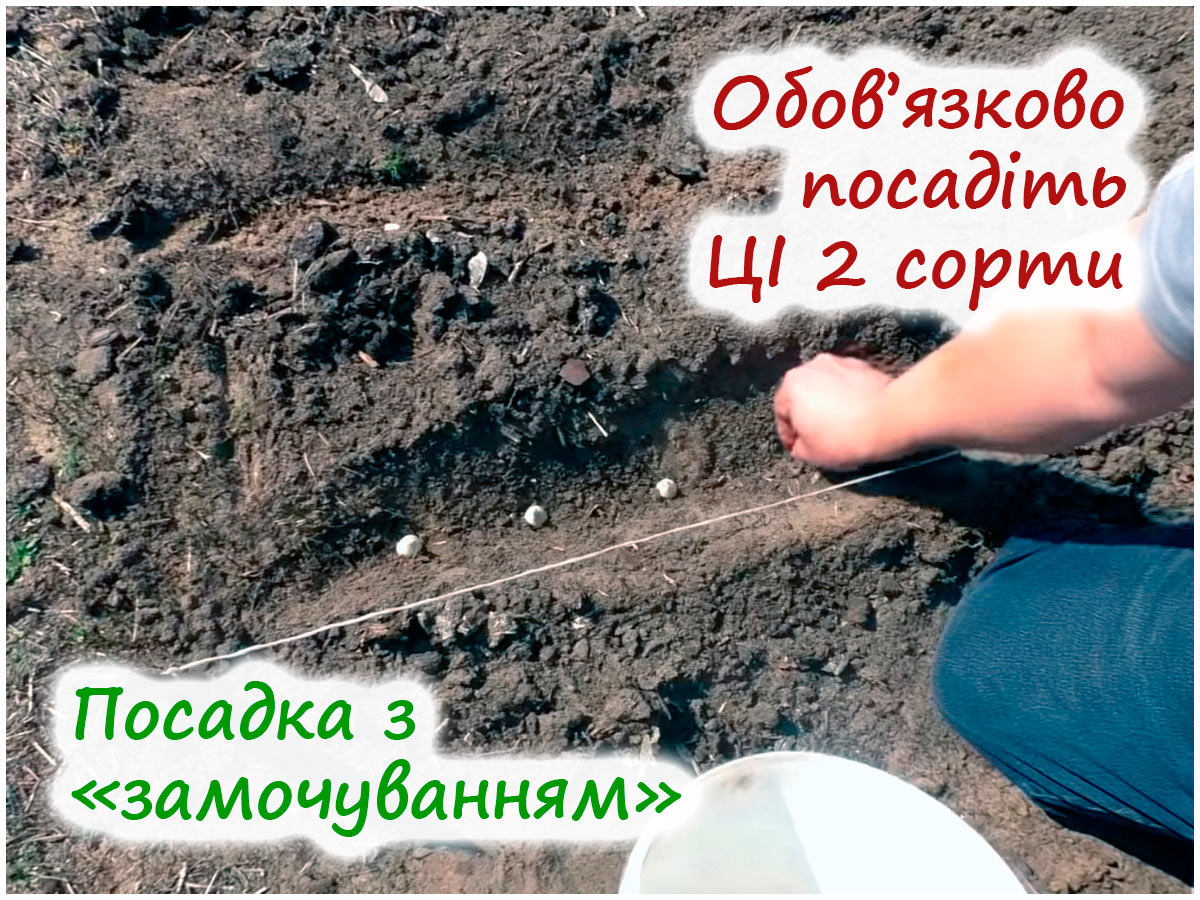 Посадка цибулі-сіянки