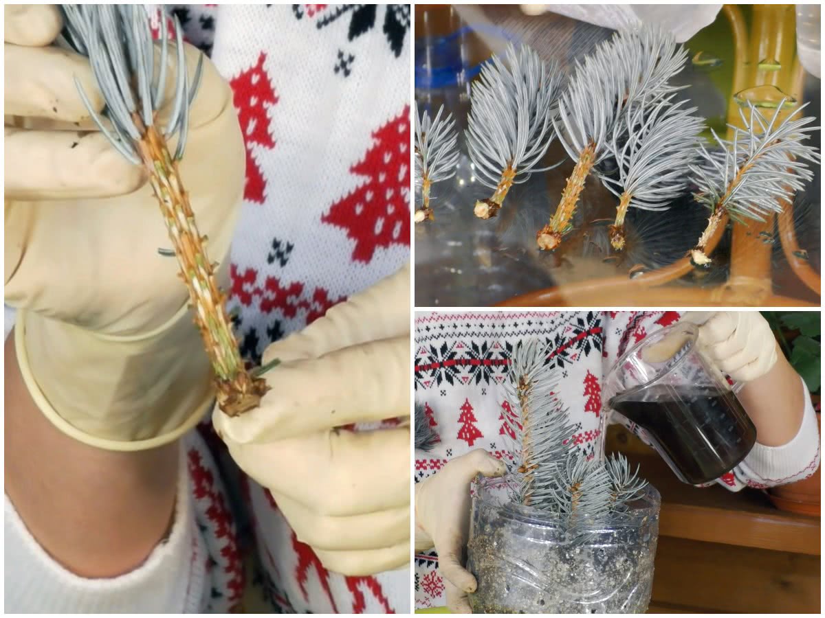 Живцювання блакитної ялини
