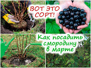 Посадка чёрной смородины в марте