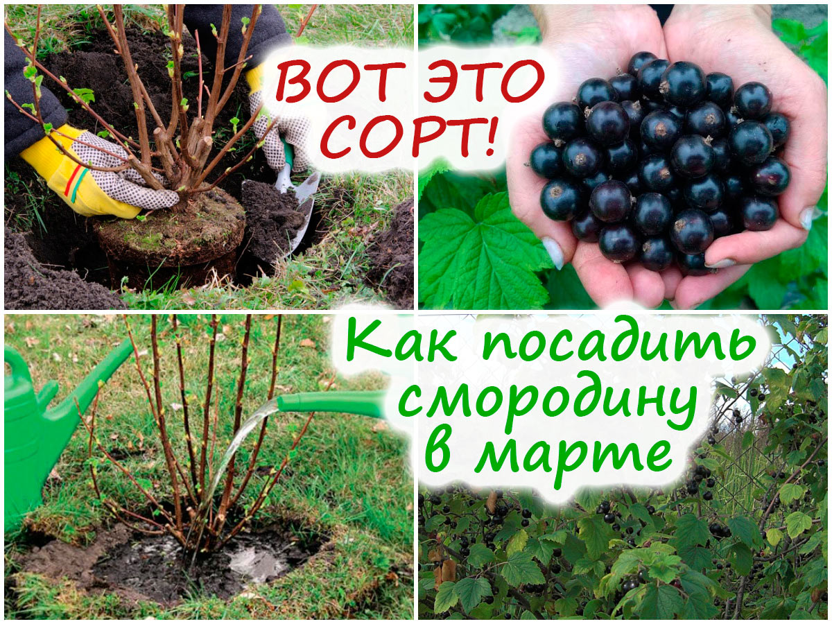 Посадка чёрной смородины в марте