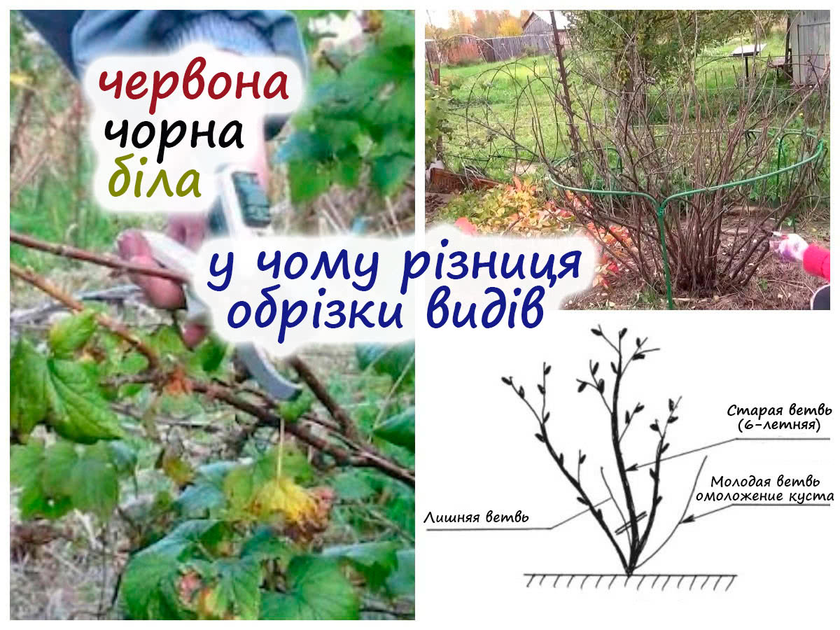Осіння обрізка смородини