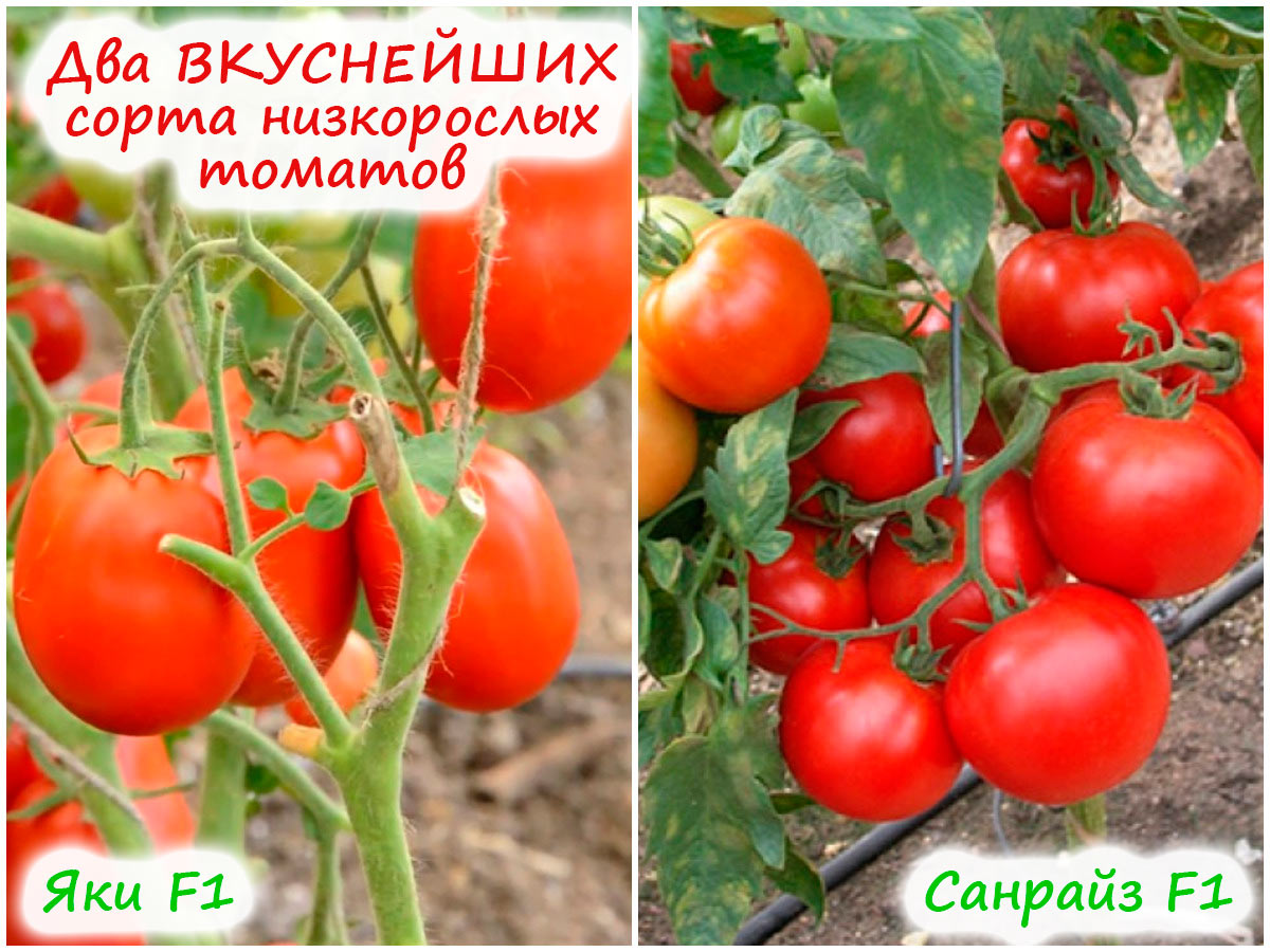 Два сорта низкорослых томатов