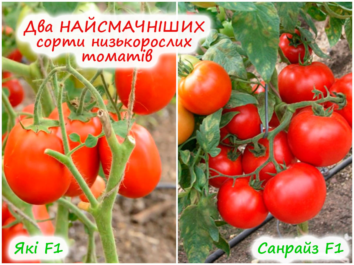 Два сорти низькорослих томатів