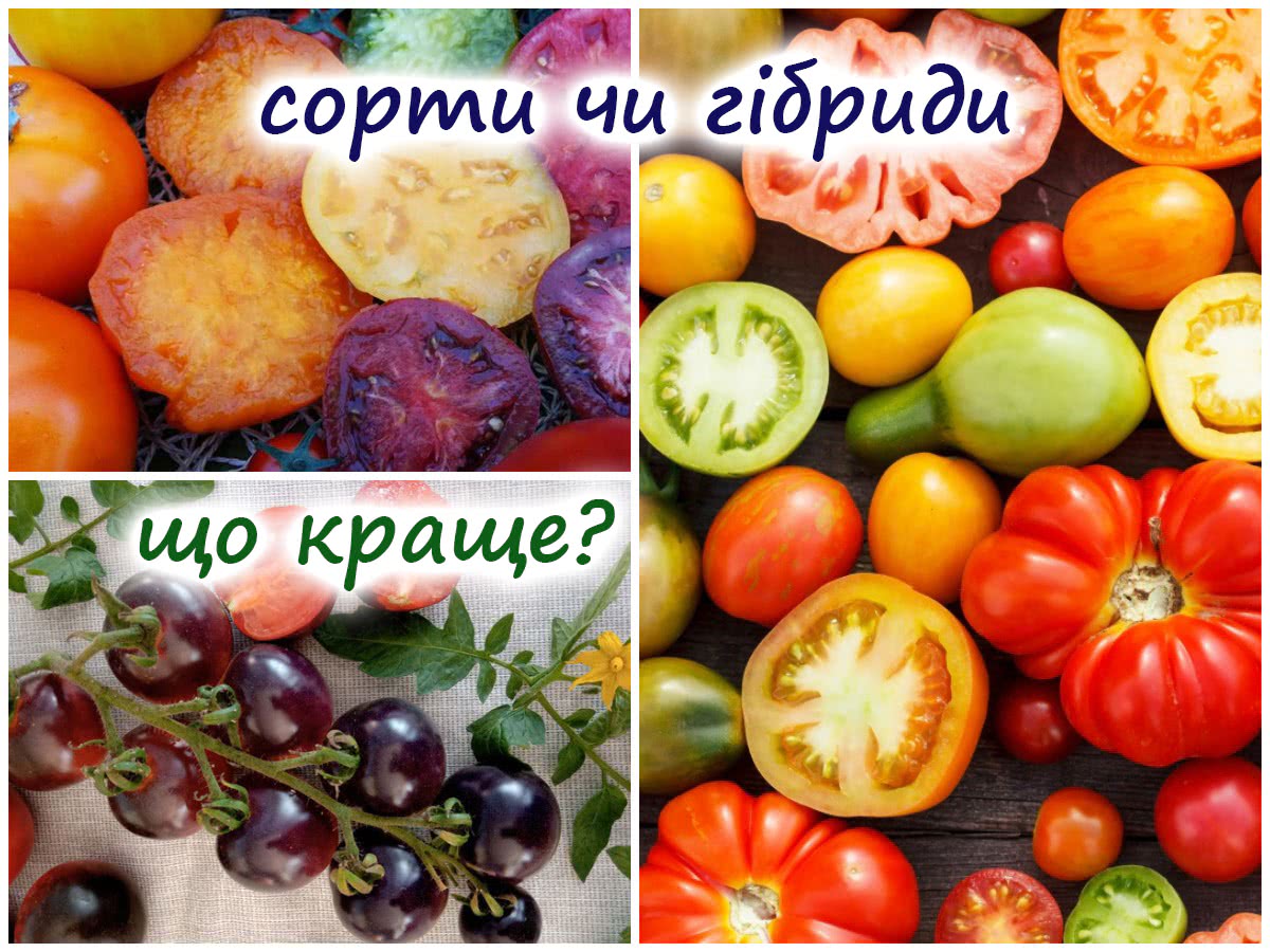 Сорти або гібриди