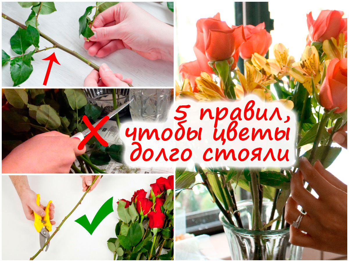 Уход за срезанными цветами