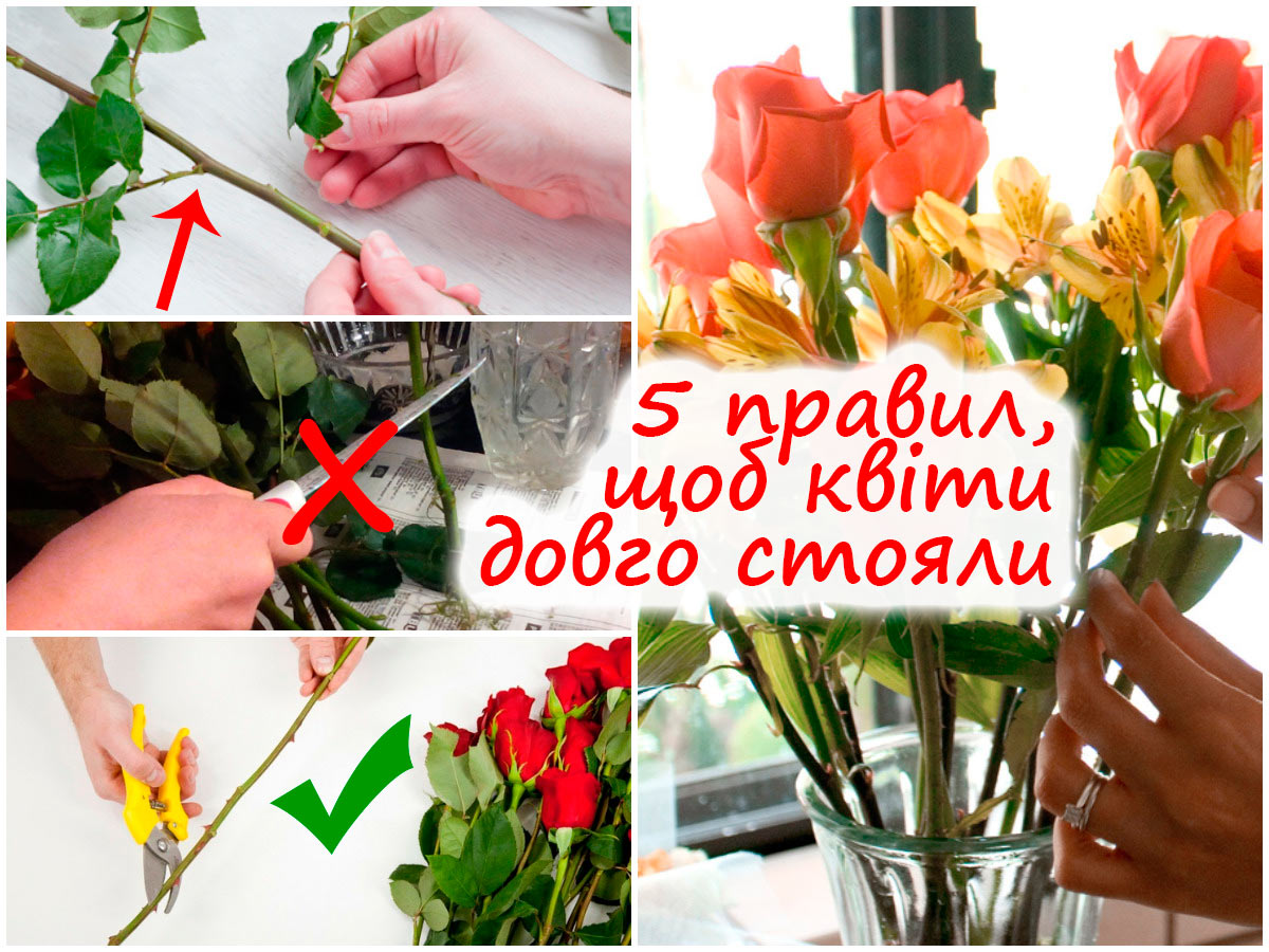 Догляд за зрізаними квітами
