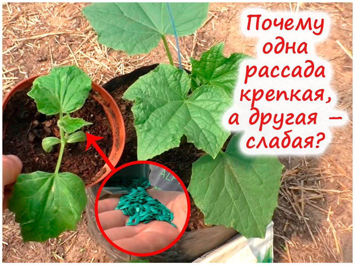 Слабая рассада огурцов