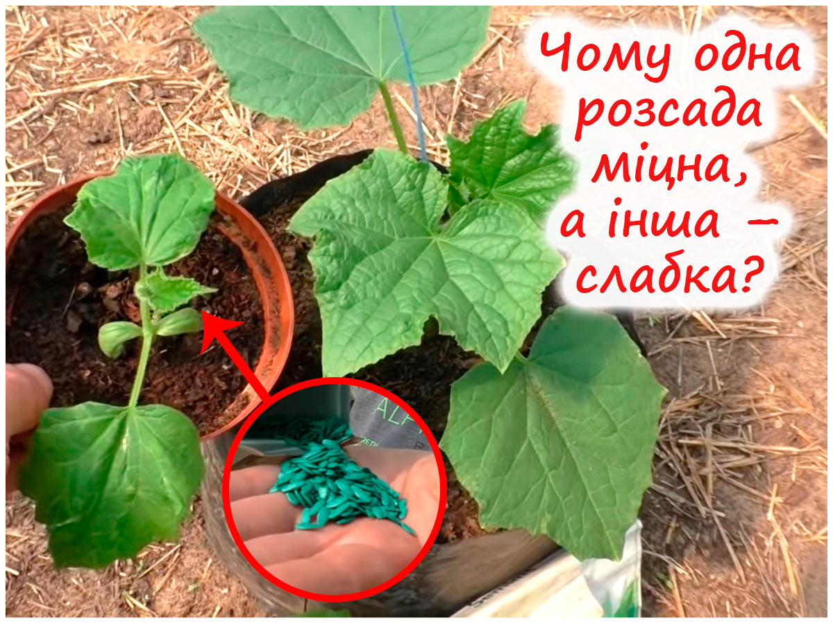 Слабка розсада огірків