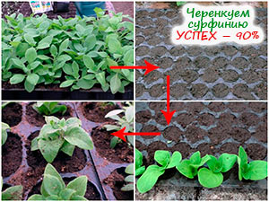 Укоренение сурфинии