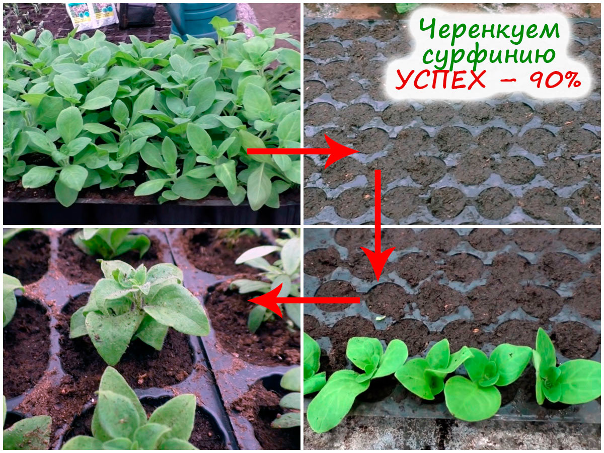 Укоренение сурфинии