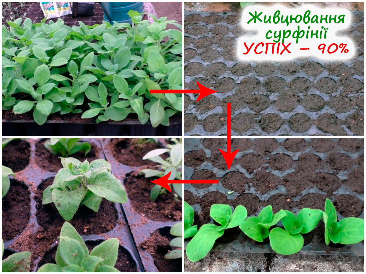 Укорінення сурфінії