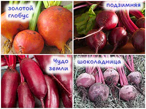 Сорта свёклы