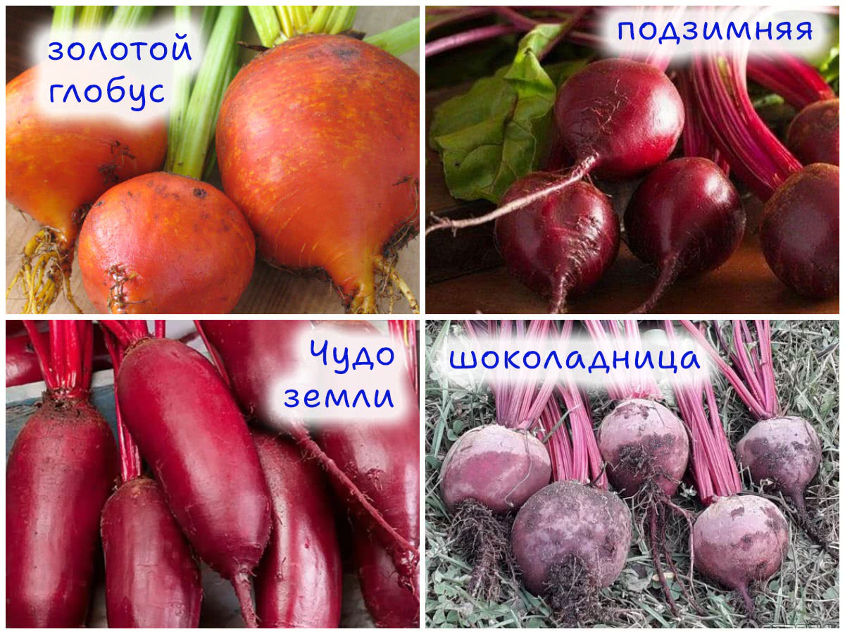 Сорта свёклы