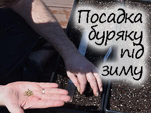 Підзимова посадка буряку