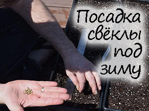 Подзимняя посадка свёклы