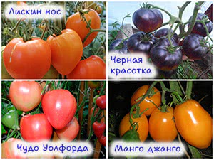 Сорта необычных томатов