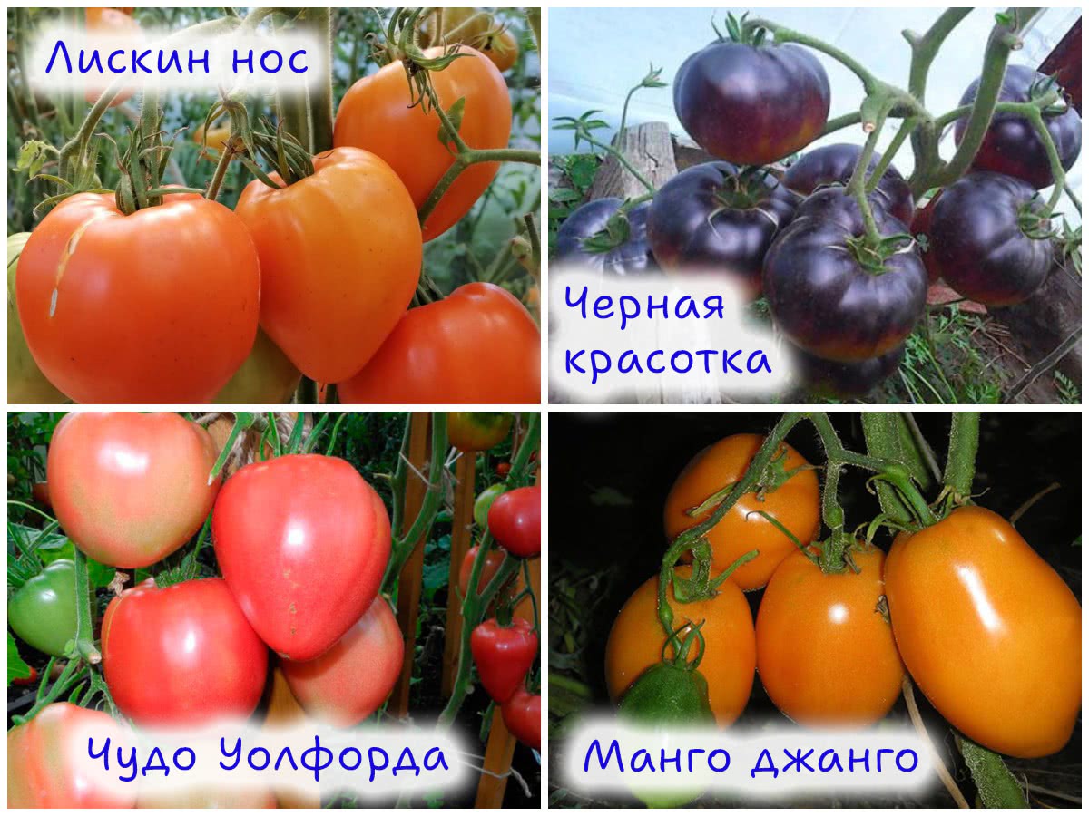 Сорта необычных томатов