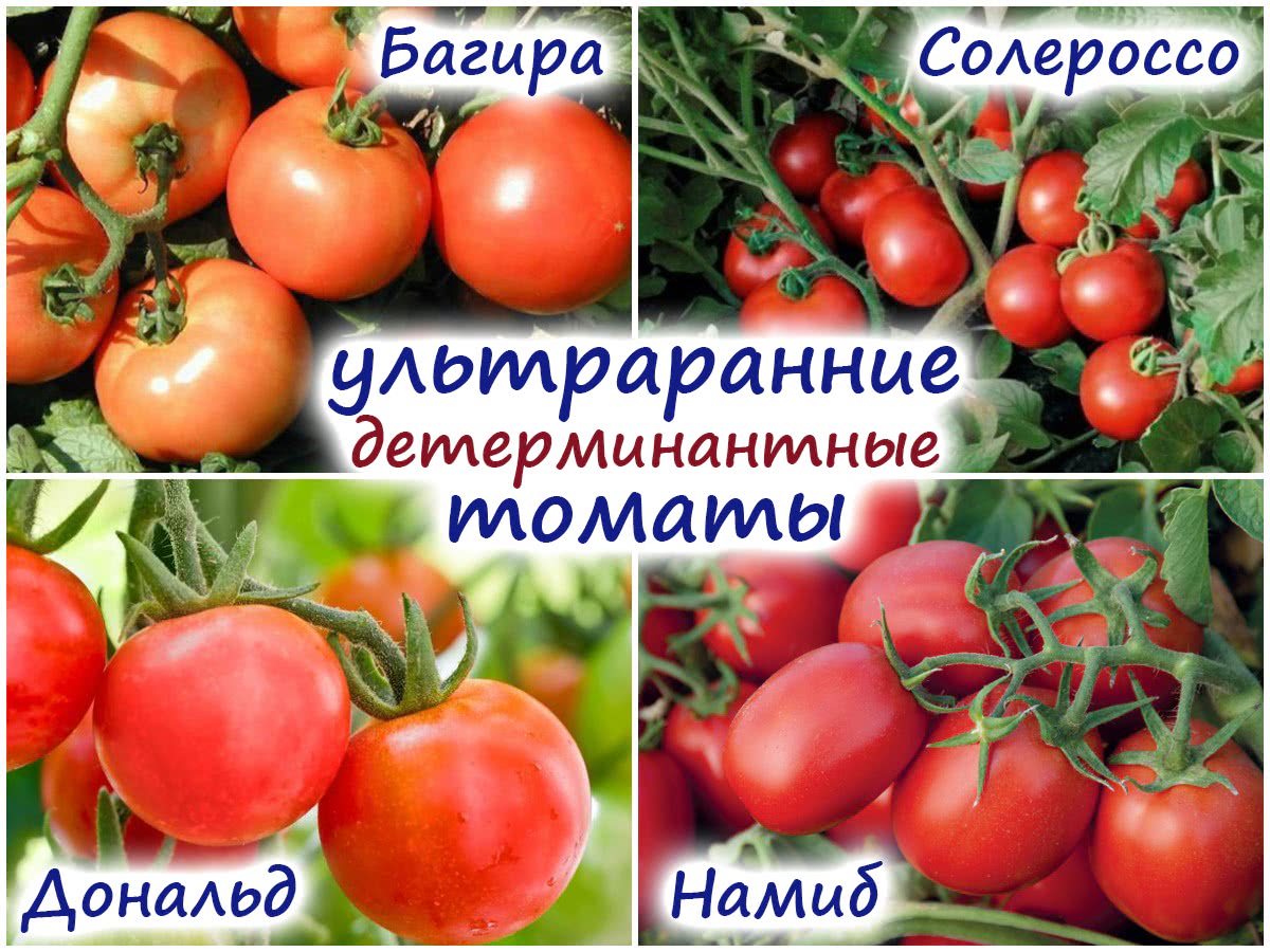 Ранние сорта помидоров