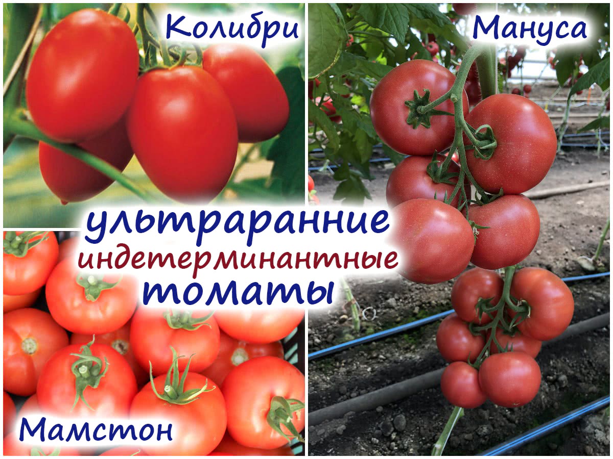 Ранние сорта помидоров