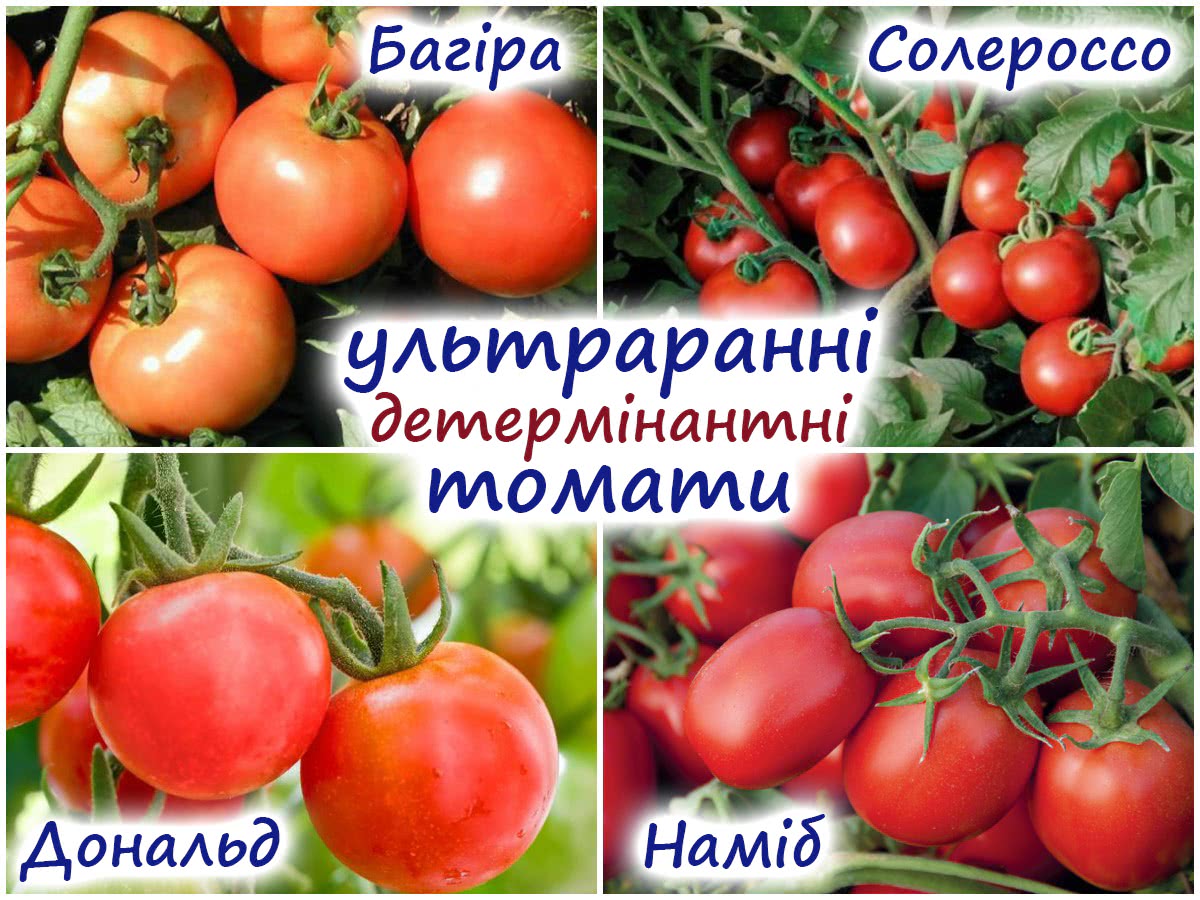 Ранні сорти помідорів