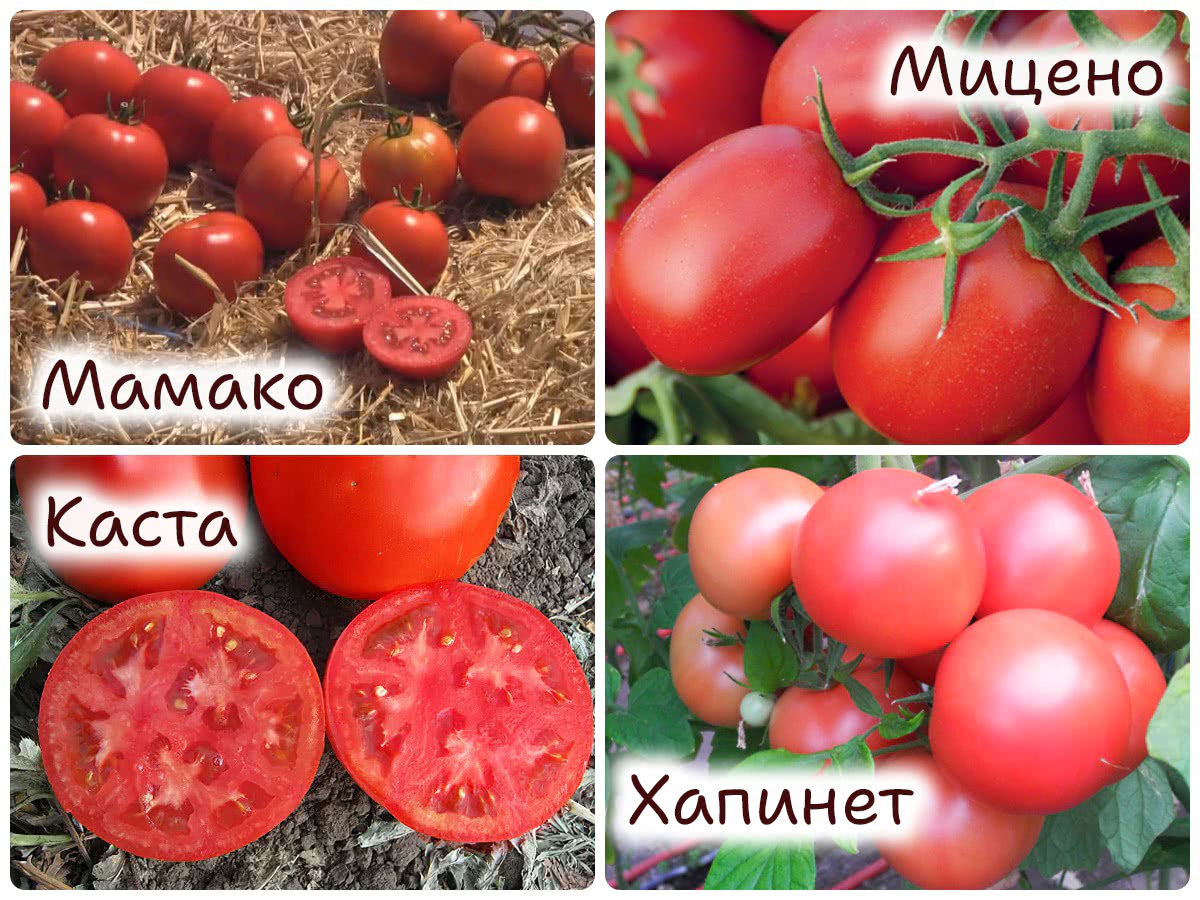 Томаты для консервирования