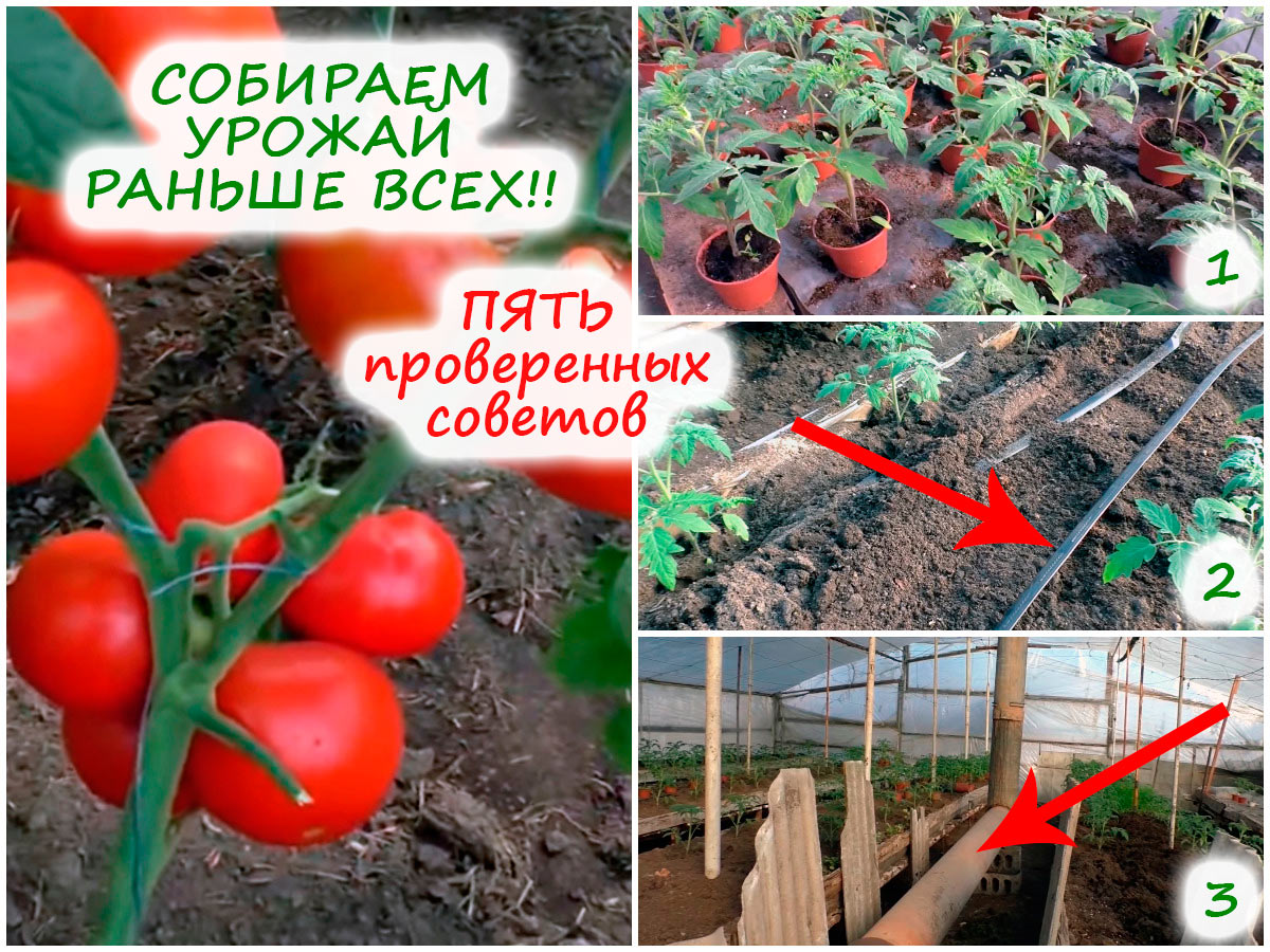Выращивание томатов в теплице