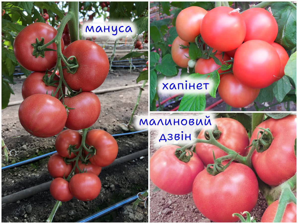 Рожеві томати