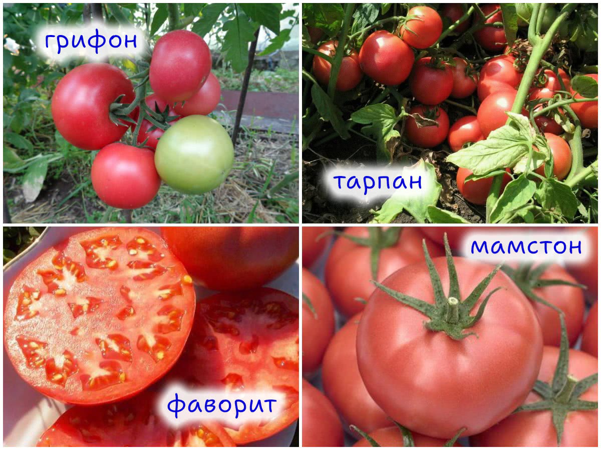 Розовые томаты