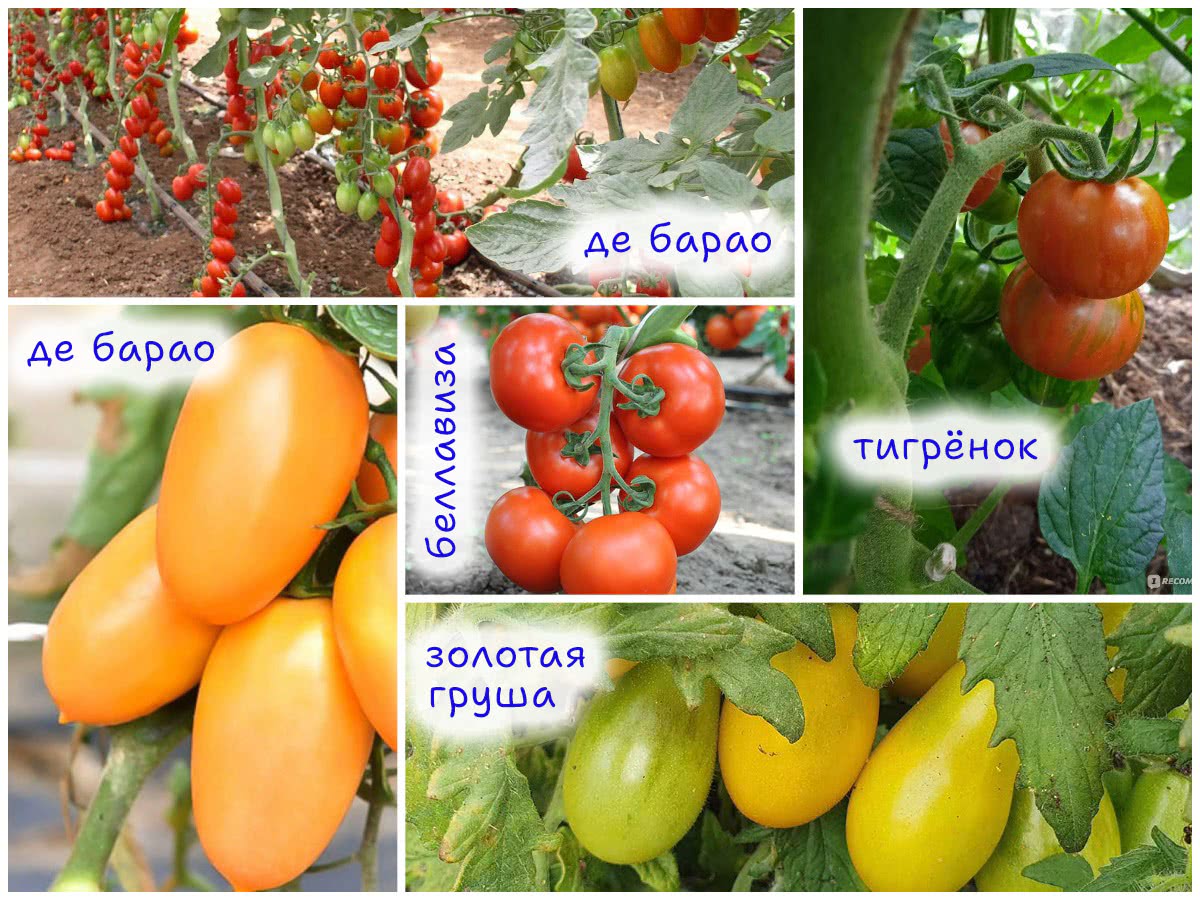 Томаты для консервации