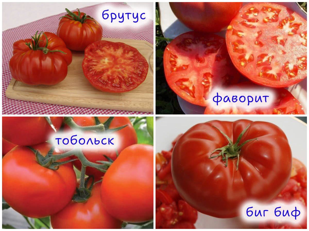 Томаты для салатов