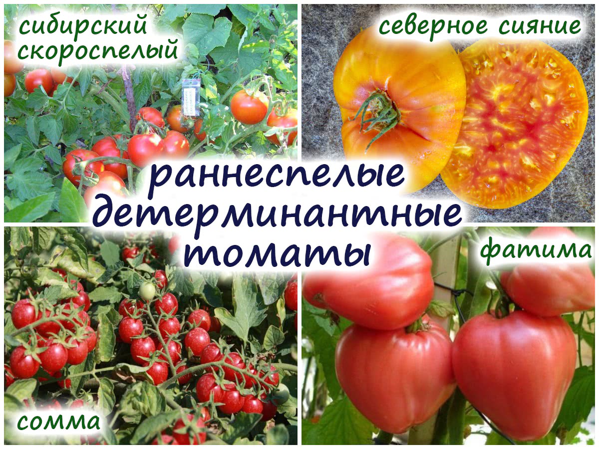 Томаты не болеют фитофторой