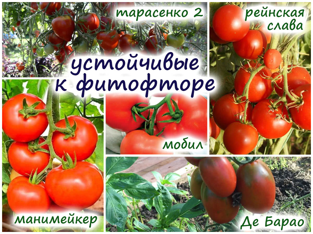 Томаты не болеют фитофторой