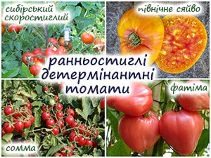Томати не хворіють на фітофтору