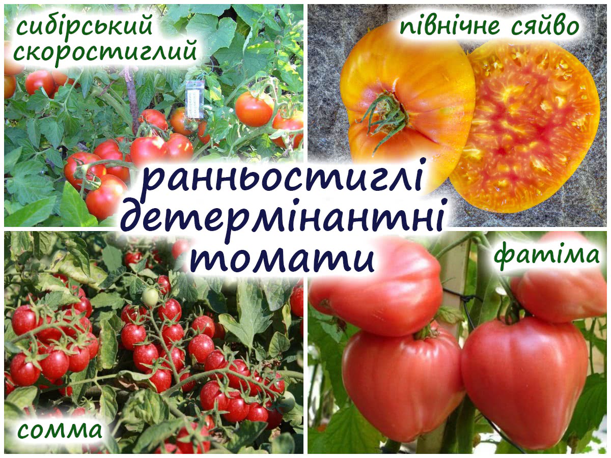 Томати не хворіють на фітофтору