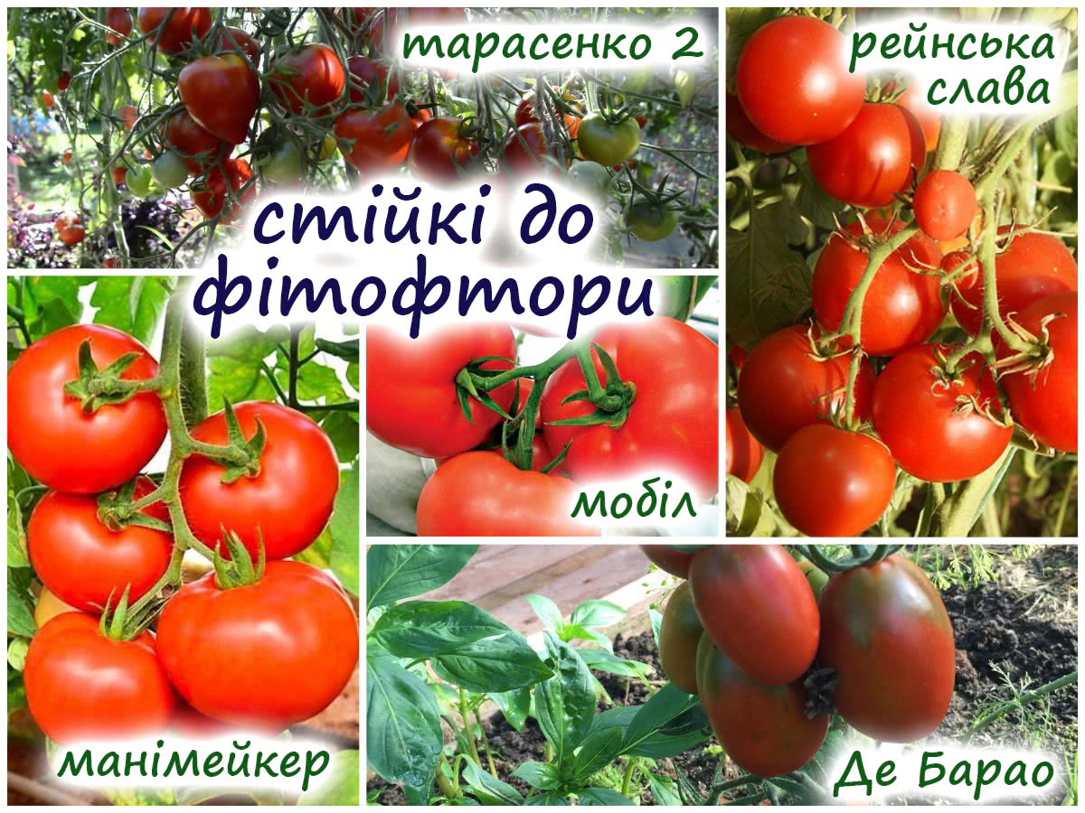 Томати не хворіють на фітофтору