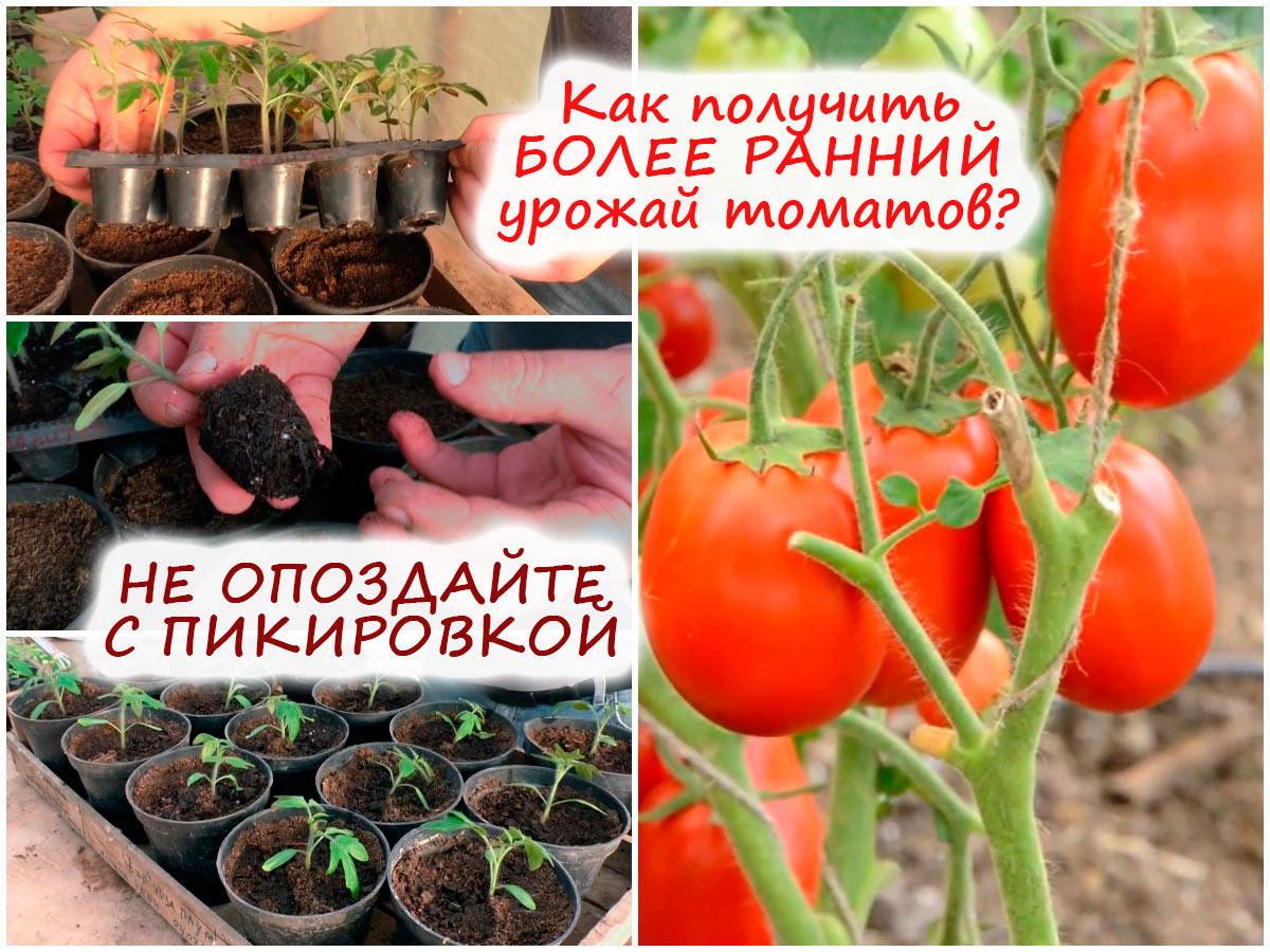 Пикировка томатов