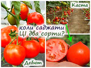 Сорти низькорослих томатів Супернова та Дебют