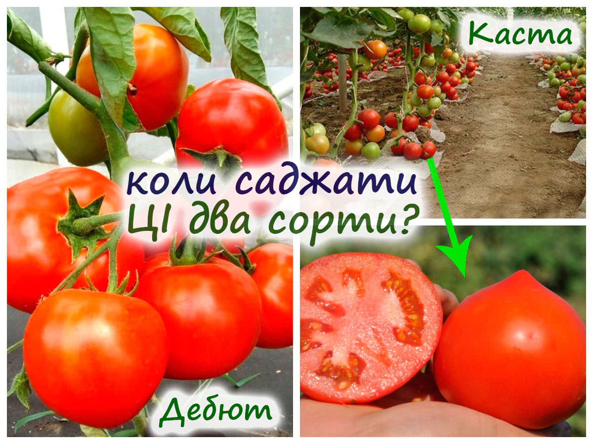 Сорти низькорослих томатів Супернова та Дебют