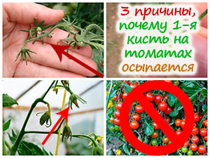 У томатов осыпается завязь