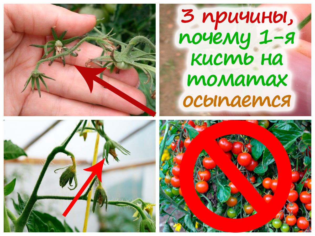 У томатов осыпается завязь