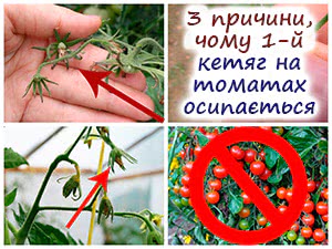 У томатів обсипається зав'язь